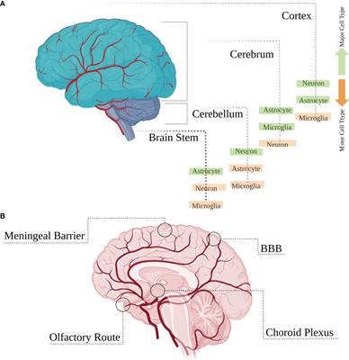 Antiviral response within different cell types of the CNS